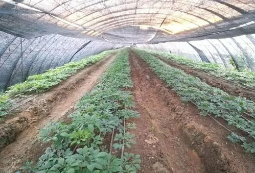 智慧型农业技术发展方向与农业技术开发前景